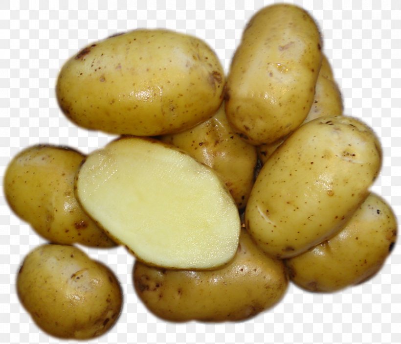 Russet Burbank Potato Fingerling Potato Yukon Gold Potato Bintje Tuber, PNG, 864x741px, Russet Burbank Potato, Bintje, Duke Of York, Eagle Creek Seed Potatoes, Fingerling Potato Download Free