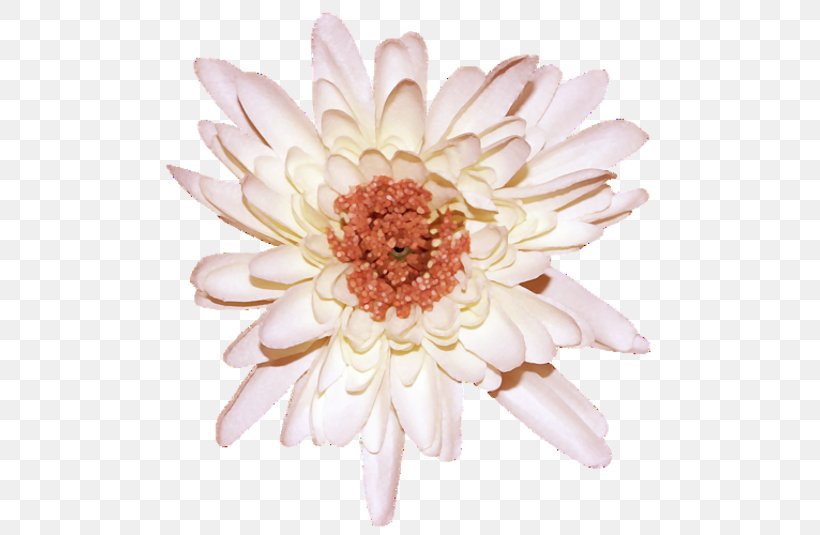 Transvaal Daisy Chrysanthemum Cut Flowers Floristry, PNG, 500x535px, Transvaal Daisy, Alphabet Inc, Atom, Blog, Chrysanthemum Download Free