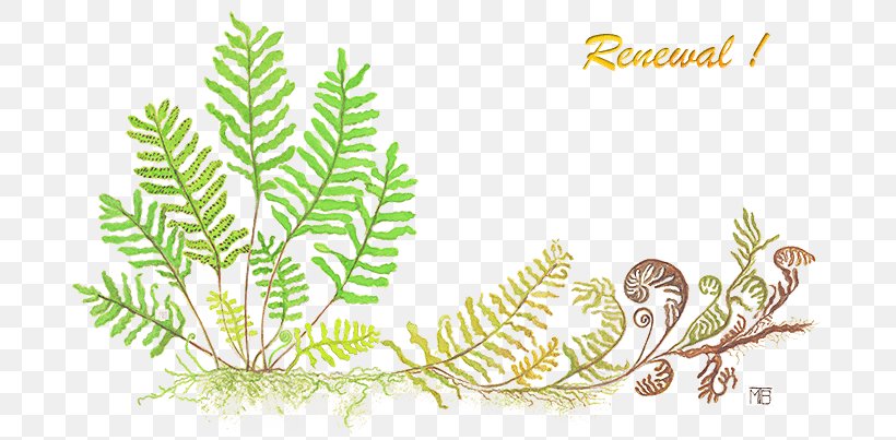 Miami Miccosukee Fern Plants Illustration, PNG, 700x403px, Miami, Alt Attribute, Botany, Branch, Fern Download Free