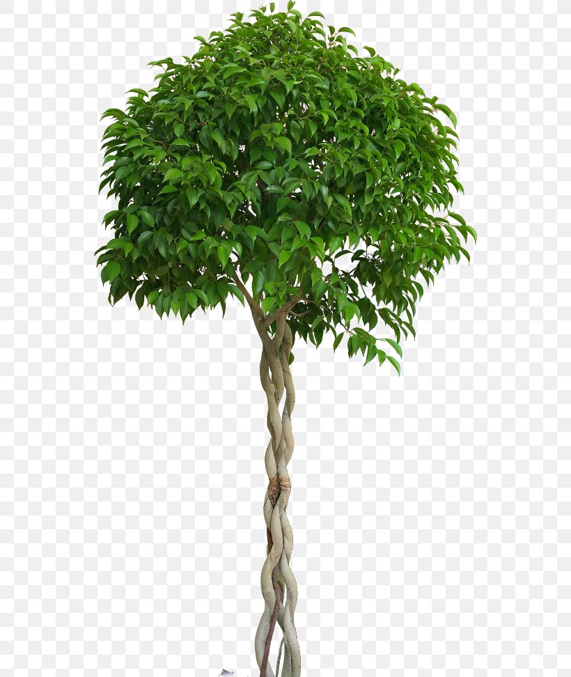 Tree Shrub Bonsai Flowerpot, PNG, 550x972px, Tree, Arecaceae, Bismarckia, Bonsai, Branch Download Free