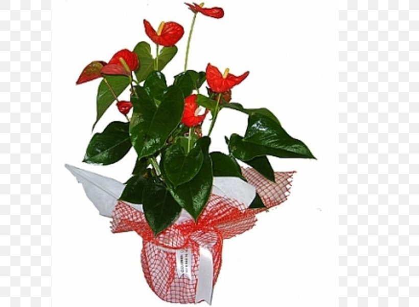 Floristry Flowerpot Cut Flowers Transvaal Daisy, PNG, 800x600px, Floristry, Artificial Flower, Basket, Bonsai, Ceramic Download Free