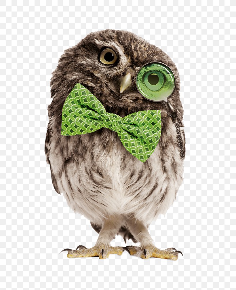 Owl Stock Photography Glass, PNG, 709x1007px, Owl, Beak, Bird, Bird Of Prey, Depositphotos Download Free