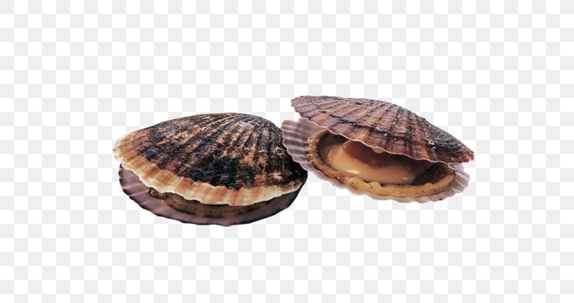 Scallop Cockle Seafood Japanese Cuisine, PNG, 590x433px, Scallop, Adductor Muscles, Animal Source Foods, Bivalvia, Clam Download Free