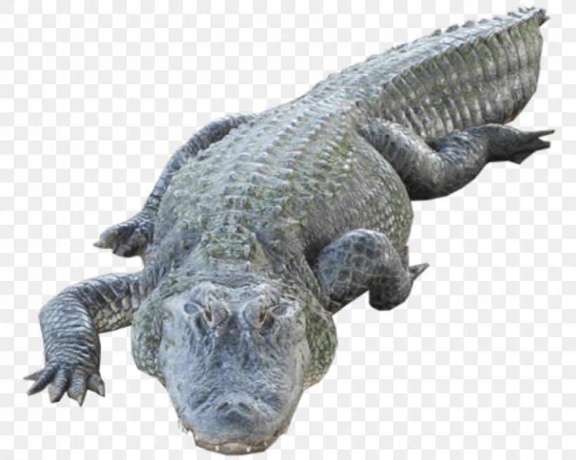 American Alligator Nile Crocodile Clip Art, PNG, 850x679px, American Alligator, Alligator, Alligators, Animal, Crocodile Download Free