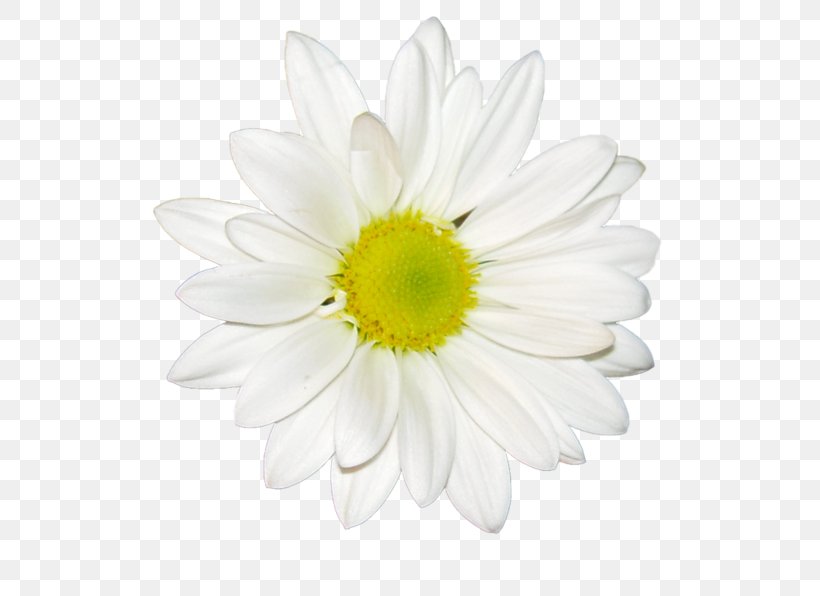 Common Daisy Chrysanthemum Tea White Oxeye Daisy, PNG, 600x596px, Common Daisy, Chamomile, Chrysanthemum, Chrysanthemum Tea, Chrysanths Download Free