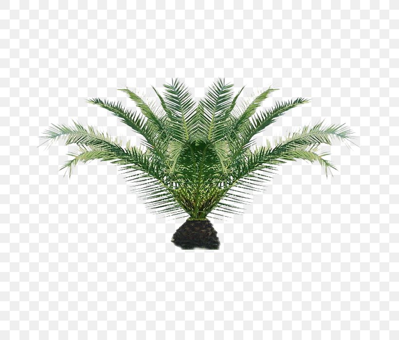 Houseplant Indoor Plants Adonidia Merrillii, PNG, 700x700px, Houseplant, Adonidia, Adonidia Merrillii, Arecales, Chinese Evergreens Download Free
