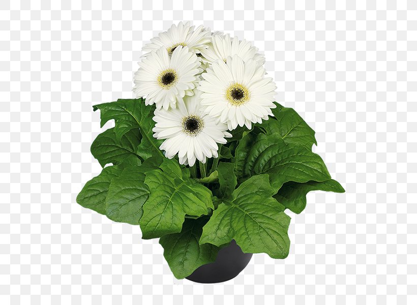 Transvaal Daisy Cut Flowers Flowerpot Greenhouse Aldershot, PNG, 600x600px, Transvaal Daisy, Aldershot, Annual Plant, Chrysanthemum, Chrysanths Download Free