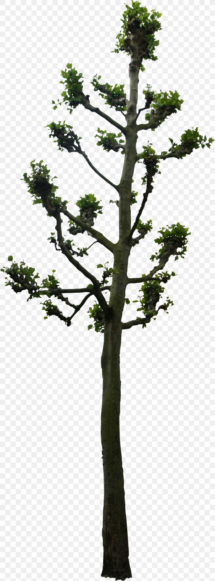 Tree Woody Plant Lindens 3D Computer Graphics, PNG, 1268x3418px, 3d Computer Graphics, Tree, Bonsai, Branch, Conifer Download Free