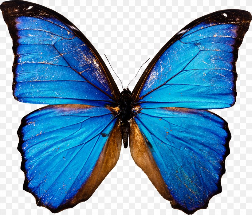 Butterfly Clip Art, PNG, 2200x1880px, Butterfly, Arthropod, Blue, Brush Footed Butterfly, Butterflies And Moths Download Free