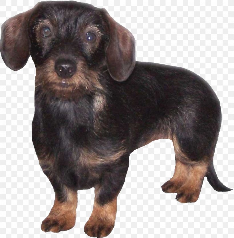 Dachshund Schnoodle English Toy Terrier Puppy Dog Breed, PNG, 1132x1154px, Dachshund, Animal, Black And Tan Terrier, Breed, Canidae Download Free