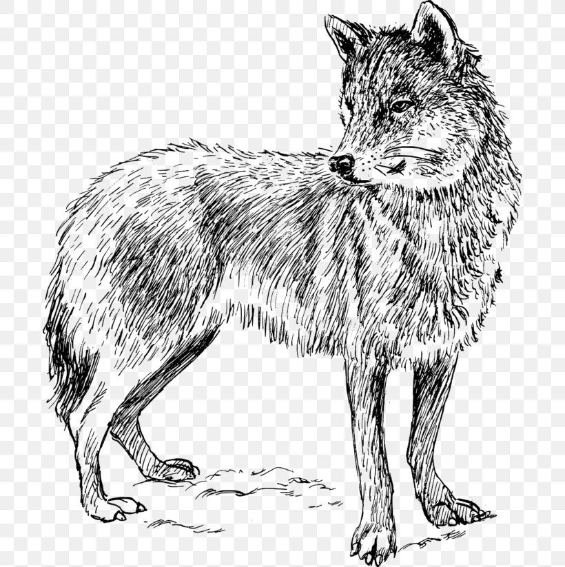 Dog Drawing Black Wolf Clip Art Image, PNG, 696x823px, Dog, Arctic Wolf, Art, Black And White, Black Wolf Download Free