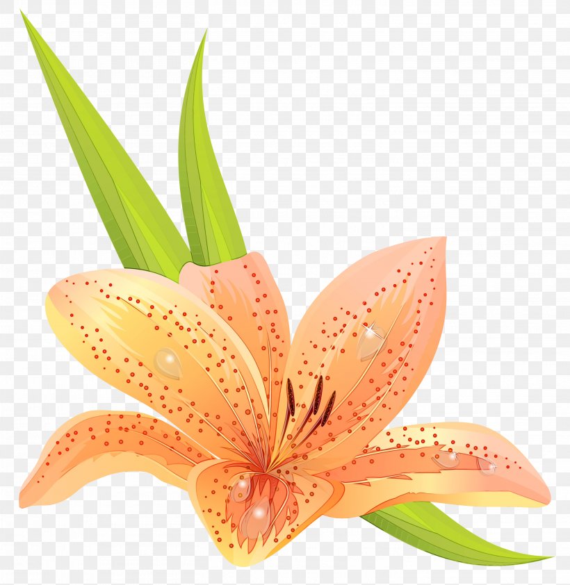 Lily Flower Cartoon, PNG, 2921x3000px, Watercolor, Amaryllis Belladonna, Closeup, Flower, Hippeastrum Download Free
