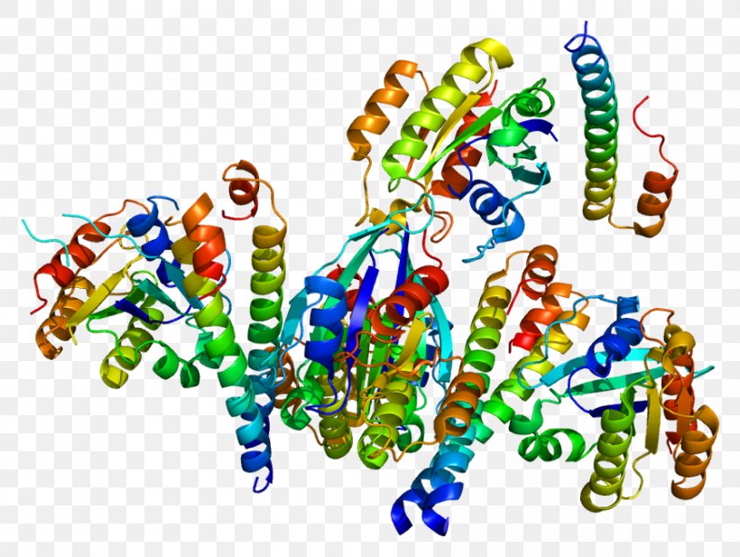 P-glycoprotein Gene Rabaptin RABEP1, PNG, 894x673px, Pglycoprotein, Effector, Enzyme, Gene, Gtpase Download Free