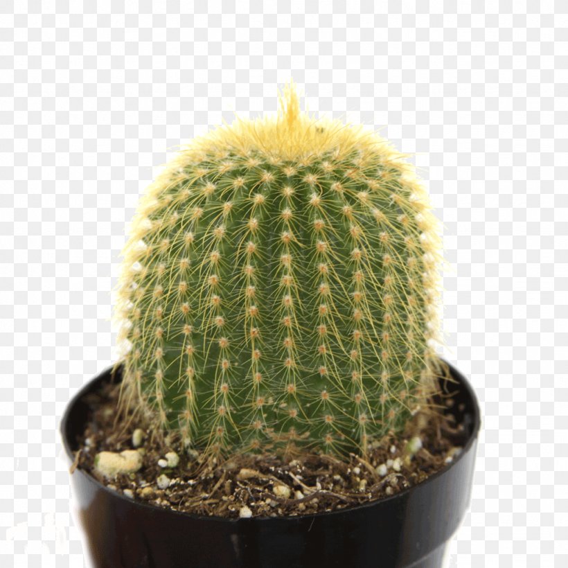 Echinopsis Acanthocereus Tetragonus Echinocactus Grusonii Cactaceae Barrel Cactus, PNG, 1024x1024px, Echinopsis, Acanthocereus, Acanthocereus Tetragonus, Barrel Cactus, Cactaceae Download Free