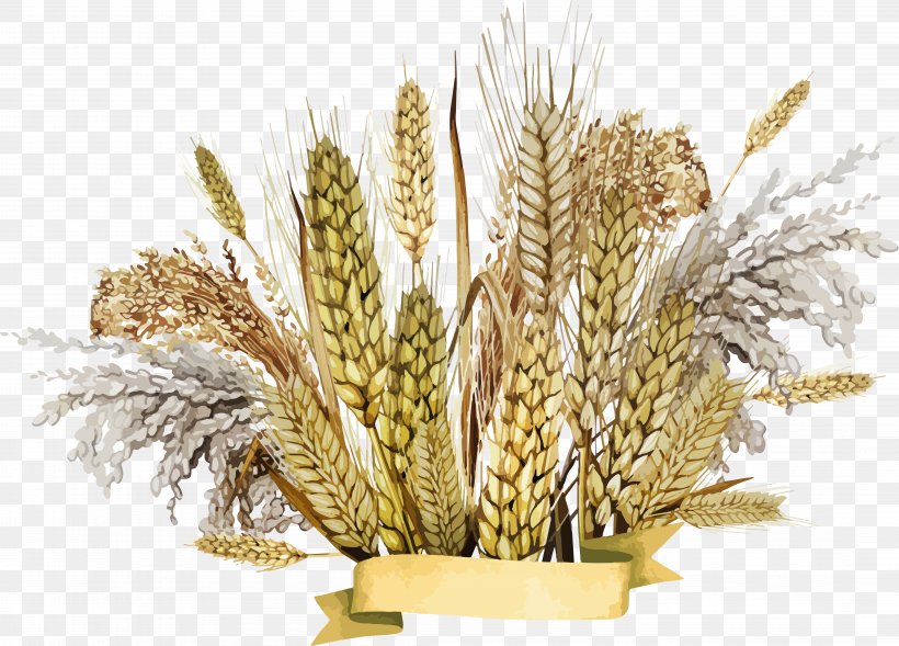 Emmer Cereal Germ, PNG, 8589x6170px, Cereal, Barley, Cereal Germ, Commodity, Emmer Download Free