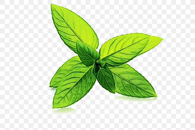 Leaf Green Plant Flower Herb, PNG, 1100x736px, Watercolor, Basil, Flower, Flowering Plant, Green Download Free