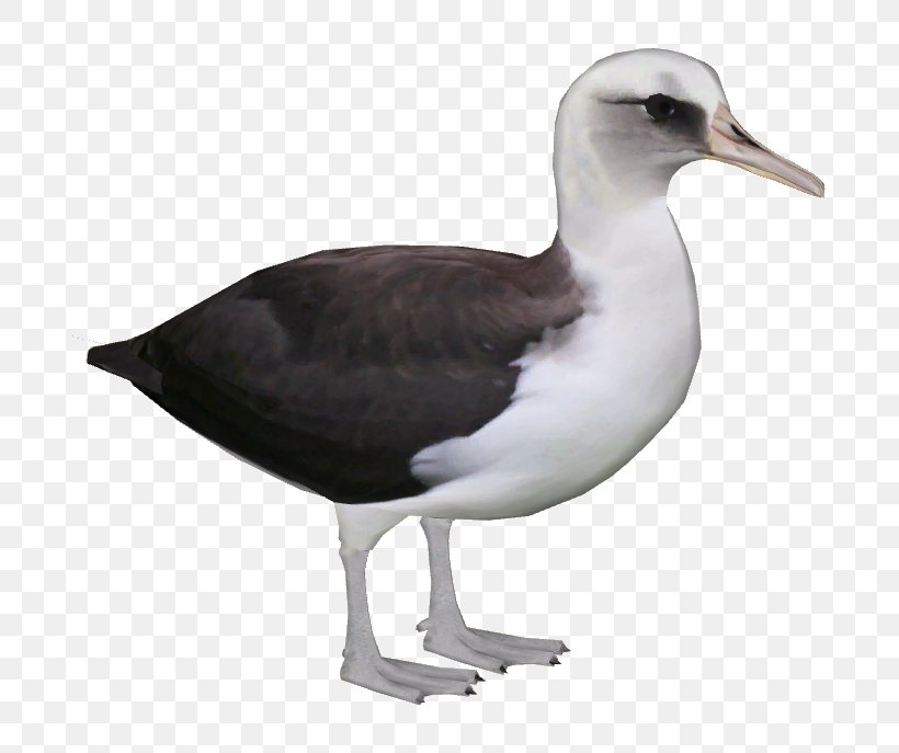 Shorebirds Gulls Great Black-backed Gull European Herring Gull, PNG, 687x687px, Bird, Albatross, Animal, Beak, Charadriiformes Download Free