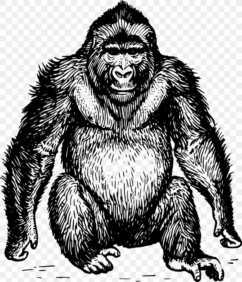 Ape Gorilla Orangutan Chimpanzee Drawing, PNG, 859x1000px, Ape, Art, Bear, Black And White, Caricature Download Free