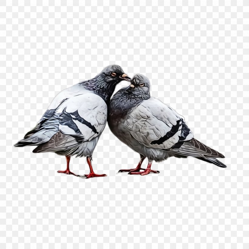 Dove Bird, PNG, 2000x2000px, Pigeon, Beak, Bird, Dove, Feather Download Free