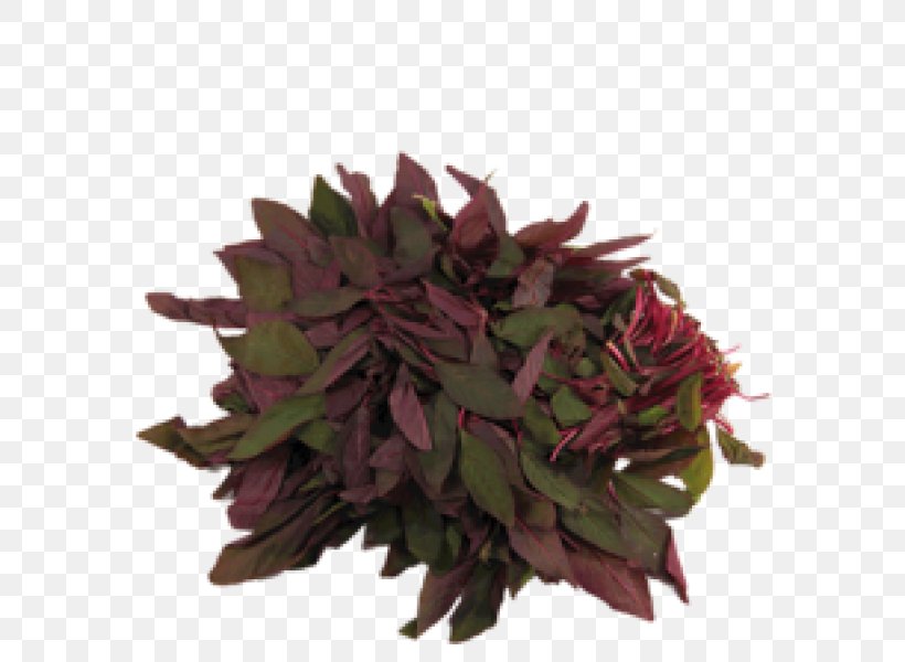 Flowerpot Herb, PNG, 600x600px, Flower, Flowerpot, Herb, Plant Download Free