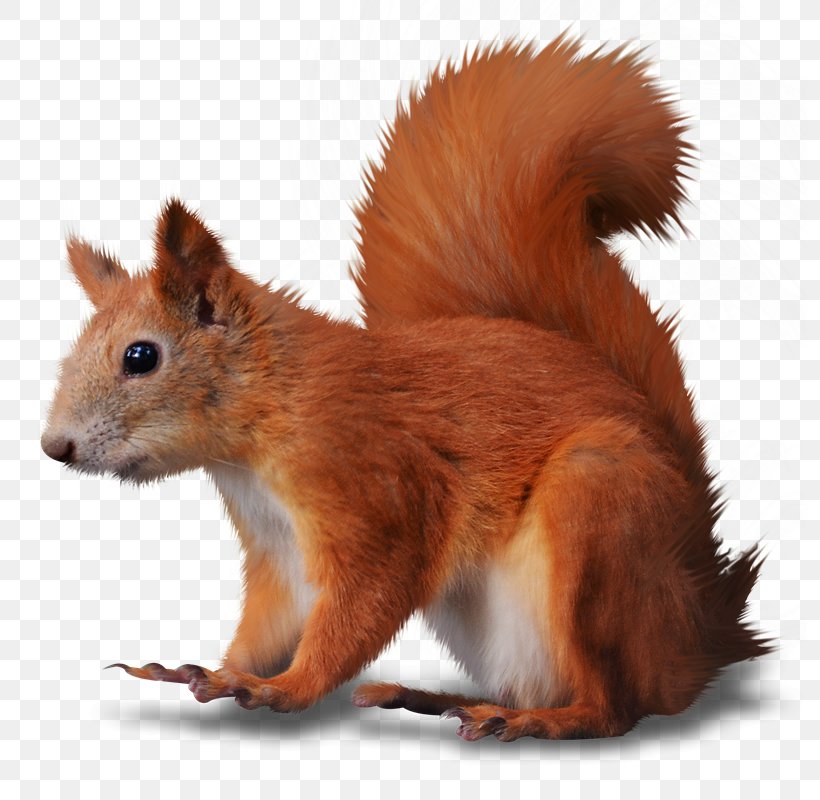 Rodent Tree Squirrel Eastern Gray Squirrel Red Squirrel Clip Art, PNG, 794x800px, Rodent, Animal, Chipmunk, Dhole, Eastern Gray Squirrel Download Free