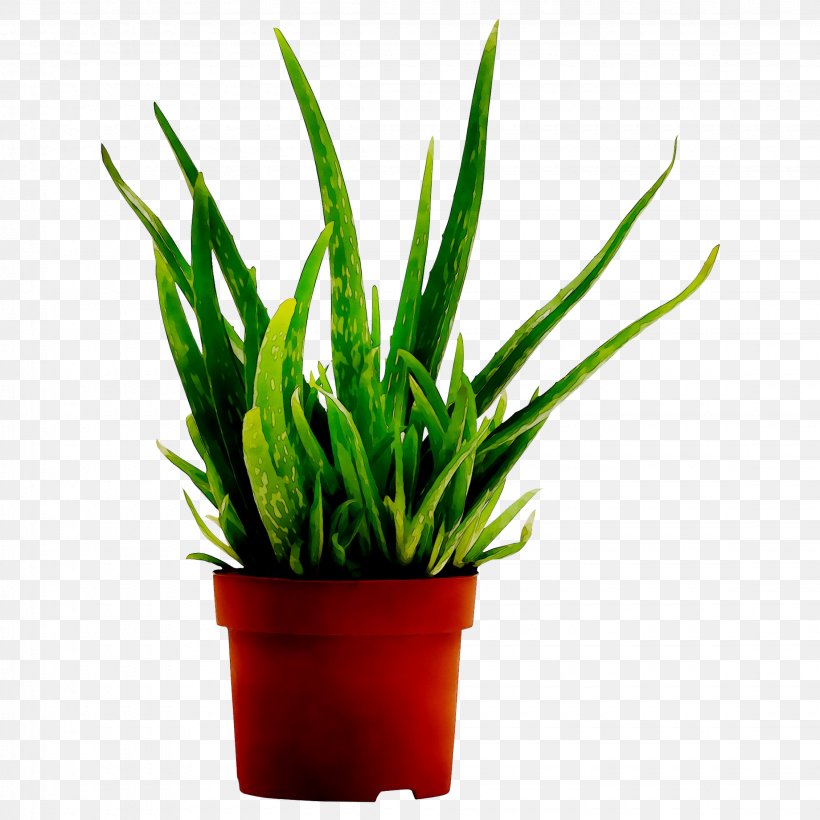 Aloe Vera Houseplant Onze Kamerplanten Medicinal Plants, PNG, 2260x2260px, 2018, Aloe Vera, Aloes, Chives, Flower Download Free