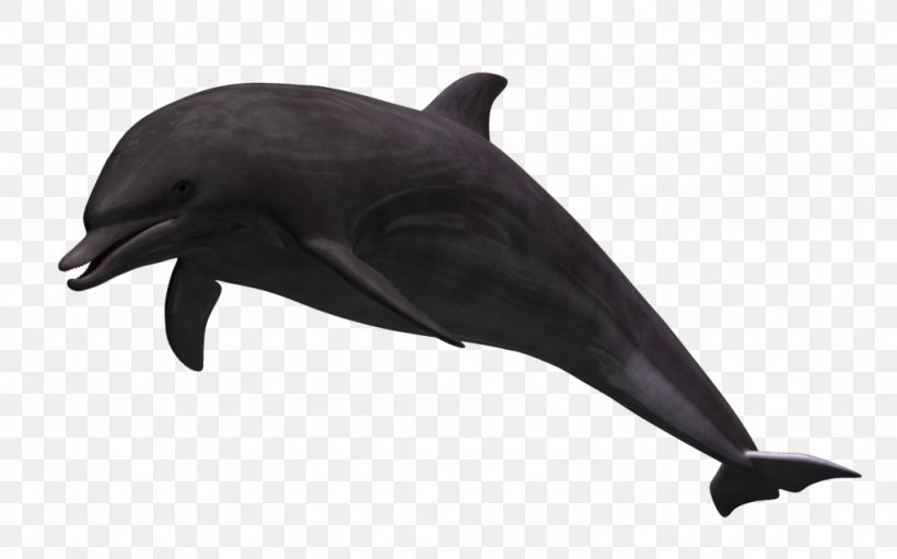 Common Bottlenose Dolphin Wholphin 3D Computer Graphics Tucuxi Rendering, PNG, 1024x639px, 3d Computer Graphics, 3d Rendering, Common Bottlenose Dolphin, Animation, Beak Download Free