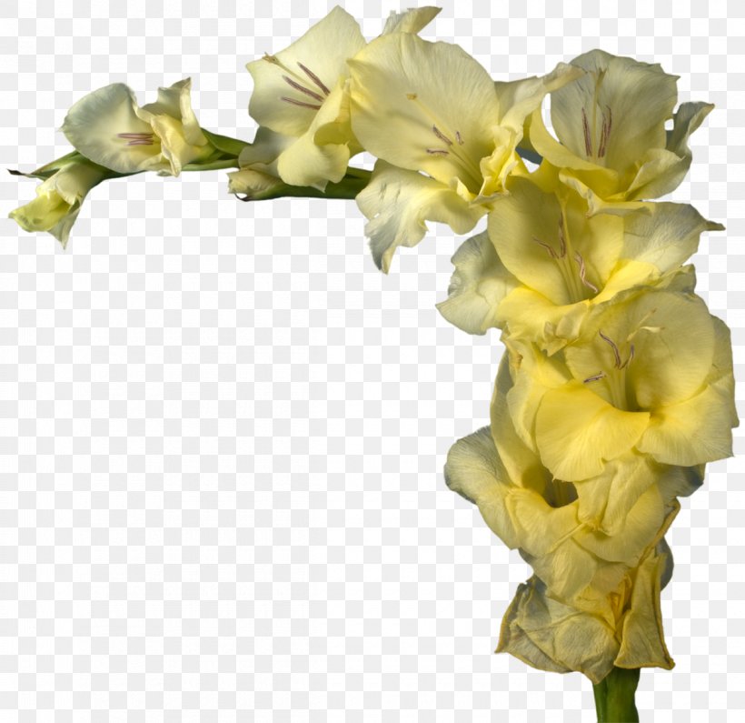 Cut Flowers Gladiolus Yellow Floral Design, PNG, 1200x1164px, Flower, Common Daisy, Cut Flowers, Floral Design, Flower Arranging Download Free