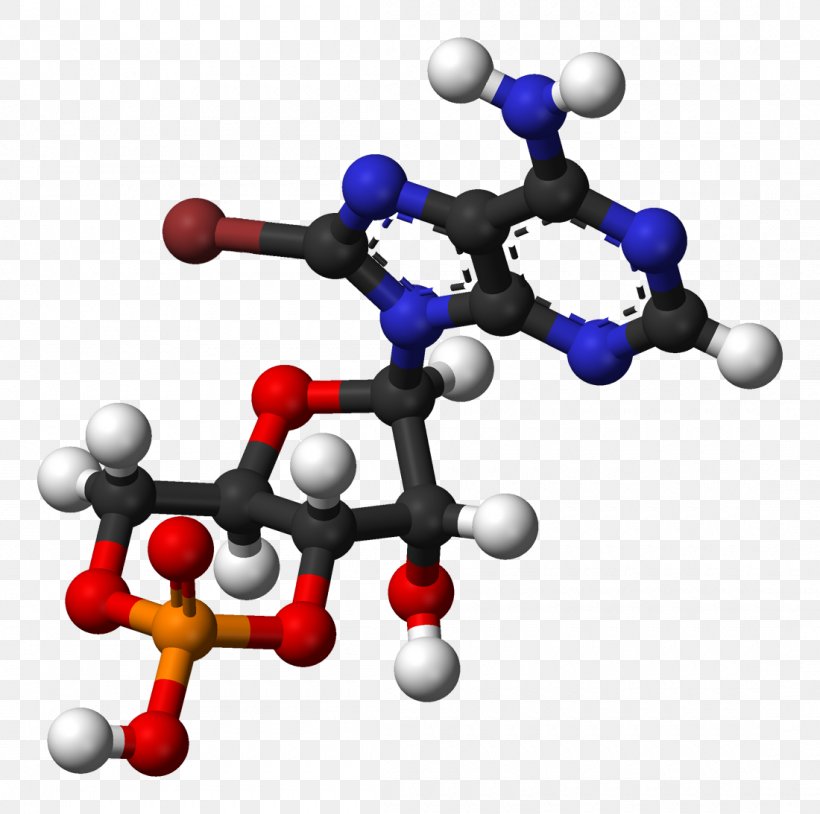 Cyclic Adenosine Monophosphate Adenosine Triphosphate Nucleic Acid, PNG, 1100x1093px, Cyclic Adenosine Monophosphate, Adenosine, Adenosine Monophosphate, Adenosine Triphosphate, Adenylyl Cyclase Download Free