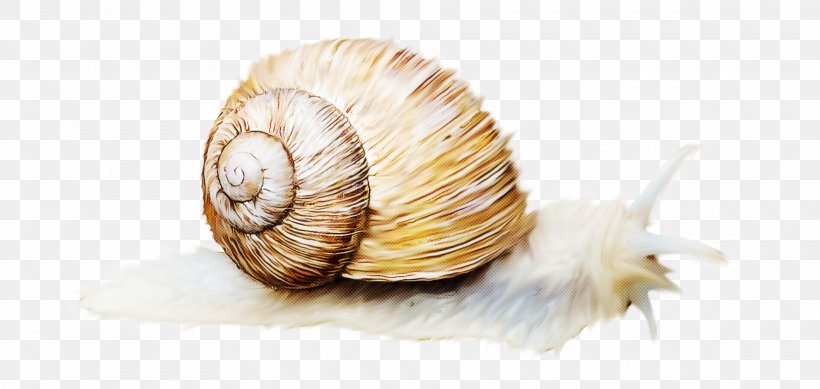Snails And Slugs Snail Sea Snail Lymnaeidae Shell, PNG, 1920x913px, Snails And Slugs, Bivalve, Escargot, Lymnaeidae, Sea Snail Download Free