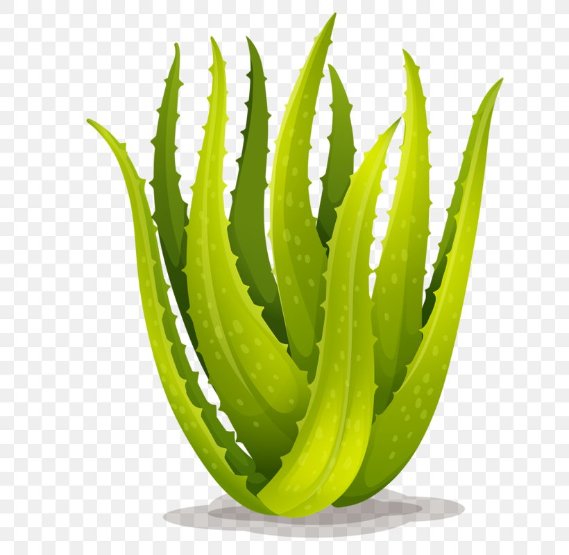 Aloe Vera Royalty-free Stock Photography Illustration, PNG, 633x800px, Aloe Vera, Aloe, Depositphotos, Drawing, Illustrator Download Free