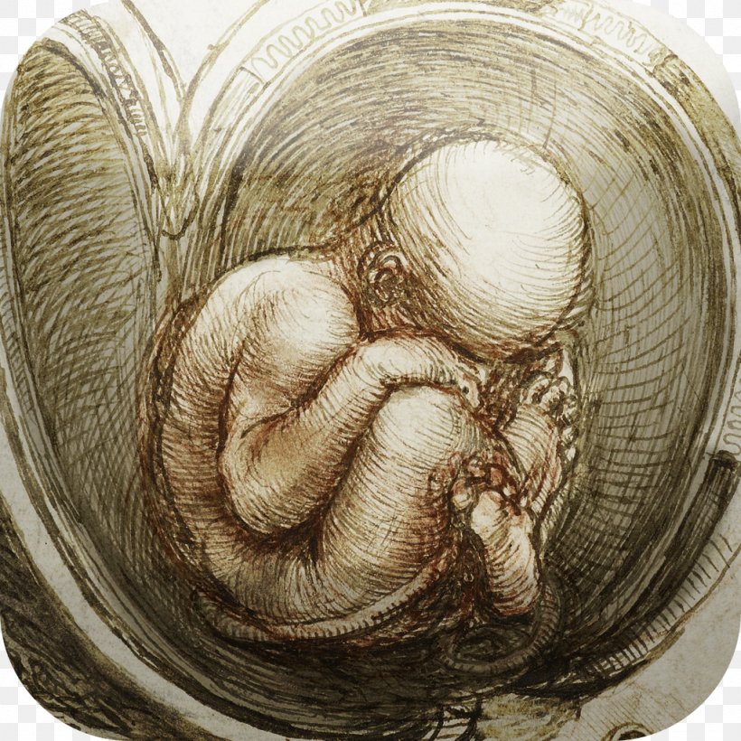 Anatomical Drawings Anatomy Studies Of The Fetus In The Womb Leonardo Da Vinci: The Mechanics Of Man, PNG, 1024x1024px, Anatomical Drawings, Anatomy, Art, Codex Atlanticus, Dissection Download Free