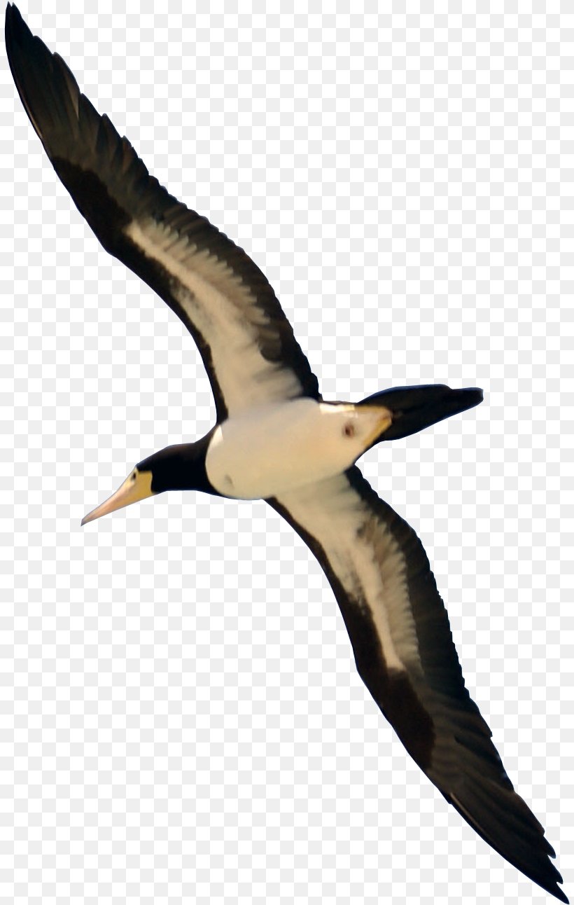 Clip Art Bird Pigeons And Doves Vector Graphics, PNG, 809x1292px, Bird, Albatross, Animal Migration, Beak, Blue Jay Download Free