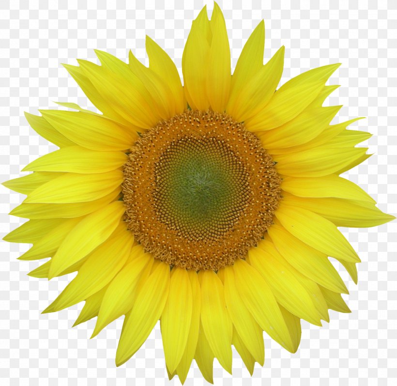 Common Sunflower Clip Art, PNG, 1775x1726px, Common Sunflower, Close Up, Daisy Family, File Viewer, Flower Download Free