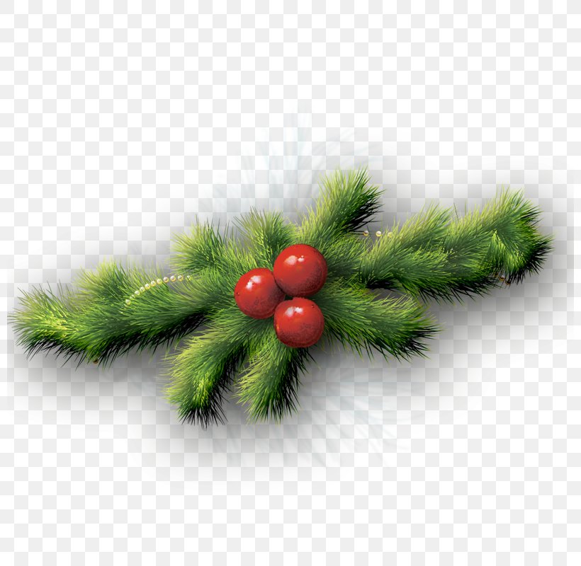Fir Christmas Ornament Spruce Pine, PNG, 800x800px, Fir, Branch, Christmas, Christmas Decoration, Christmas Ornament Download Free