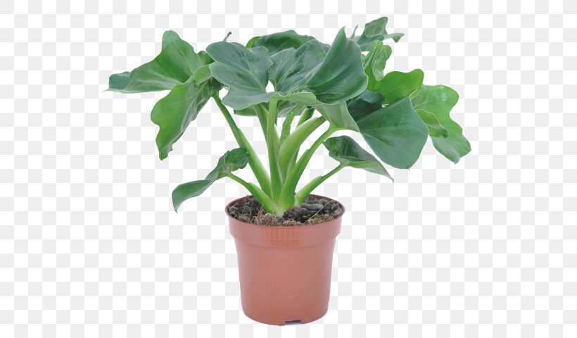 Tree Philodendron Houseplant Philodendron Hederaceum Philodendron Xanadu Chinese Evergreens, PNG, 535x480px, Tree Philodendron, Alocasia, Atom, Chinese Evergreens, Fern Download Free