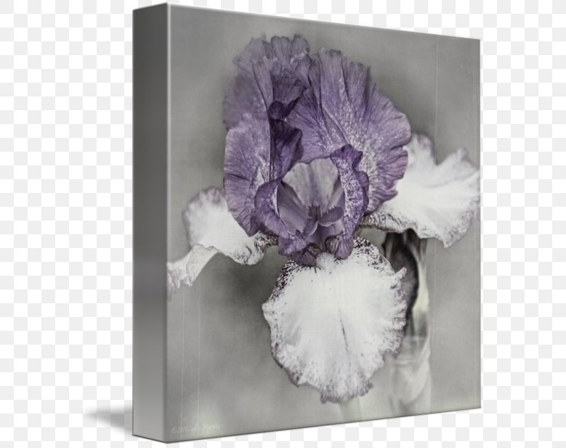 Gallery Wrap Canvas Art Flowering Plant Printing, PNG, 589x650px, Gallery Wrap, Art, Canvas, Flower, Flowering Plant Download Free