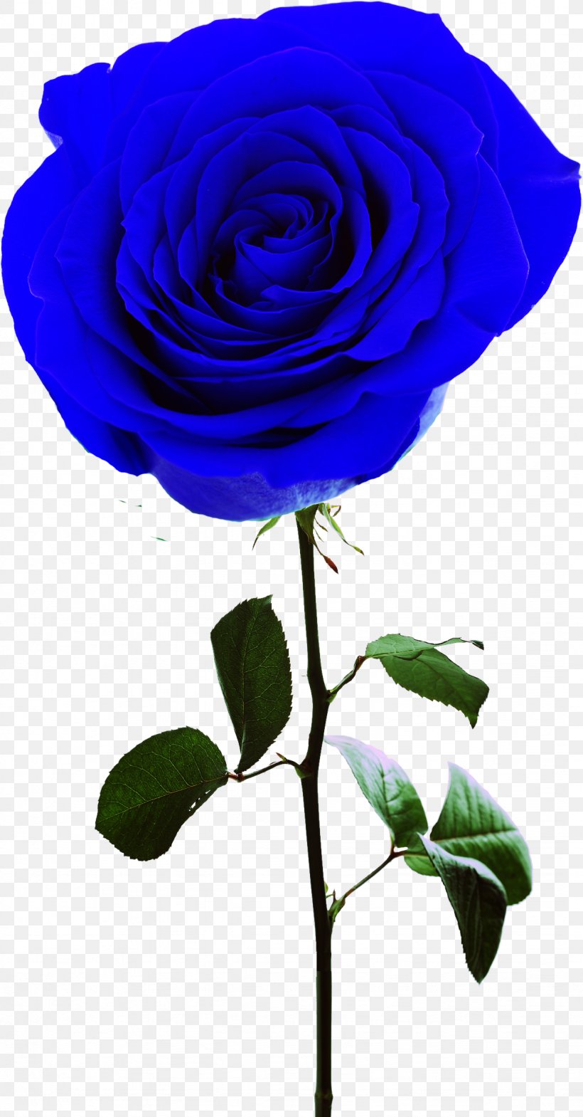Rosa Gallica Centifolia Roses Garden Roses Flower, PNG, 1228x2351px, Rosa Gallica, Blue, Blue Rose, Centifolia Roses, Cobalt Blue Download Free