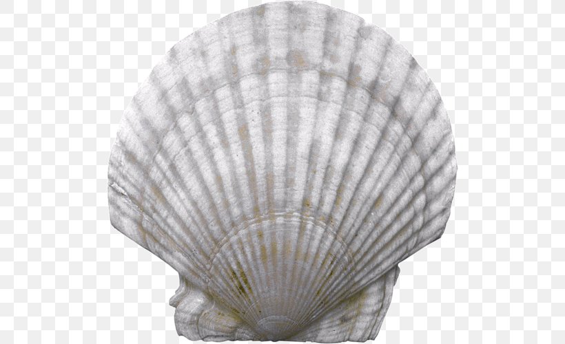 Sher-e-Kashmir University Of Agricultural Sciences And Technology Seashell Nacre Conchology, PNG, 510x500px, Seashell, Akoya Pearl Oyster, Clam, Clams Oysters Mussels And Scallops, Cockle Download Free