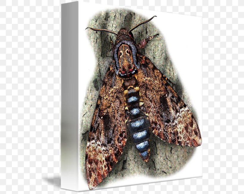 Death's-head Hawkmoth Imagekind Art Poster, PNG, 553x650px, Moth, Art, Arthropod, Canvas, Giant Gourami Download Free