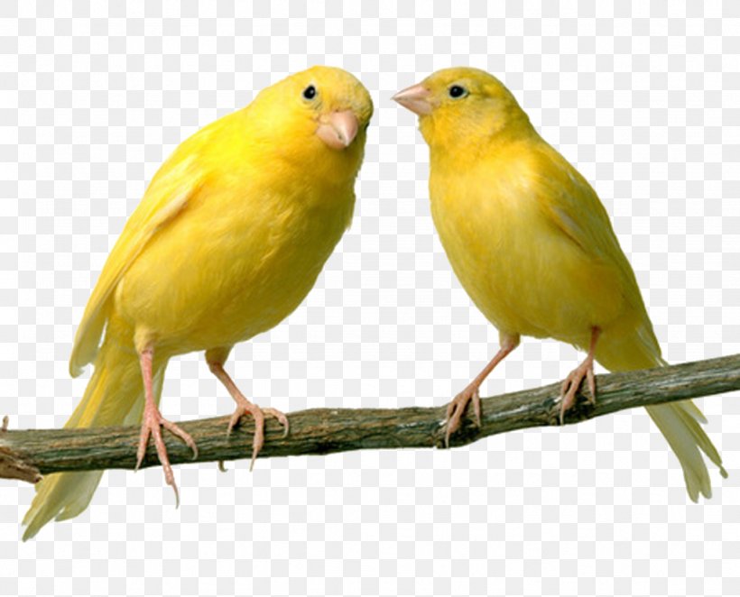 Domestic Canary Bird Finch Canary Islands Pet, PNG, 1024x827px, Domestic Canary, Atlantic Canary, Beak, Bird, Bird Food Download Free