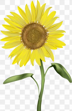 Download Sunflower Watercolor Images Sunflower Watercolor Transparent Png Free Download