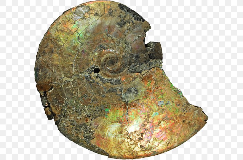 Yorkshire Type Ammonites Albian Cretaceous Geology, PNG, 589x540px, Ammonites, Albian, Carnegie Museum Of Natural History, Cenomanian, Cretaceous Download Free