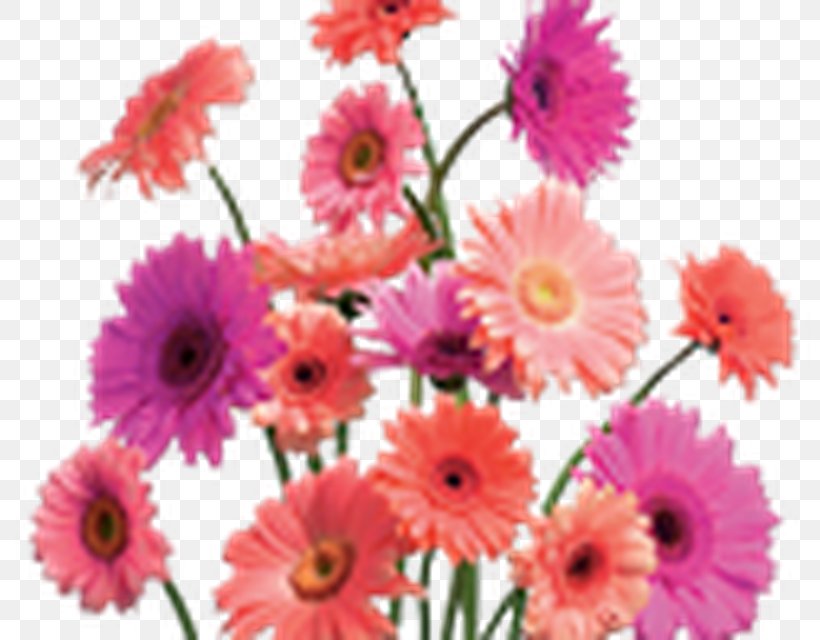 Common Daisy Gerbera Jamesonii Flower Clip Art, PNG, 800x640px, Common Daisy, Annual Plant, Artificial Flower, Arumlily, Chrysanthemum Download Free