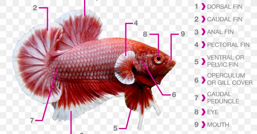 Siamese Fighting Fish Fish Fin Fish Anatomy Aquarium, PNG, 850x446px, Siamese Fighting Fish, Anatomy, Aquarium, Breed, Dorsal Fin Download Free