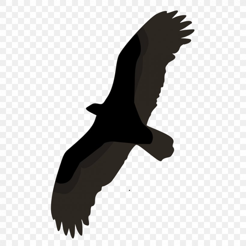 Bird Turkey Vulture Lesser Yellow-headed Vulture Bald Eagle, PNG, 1200x1200px, Bird, Accipitriformes, Animal, Bald Eagle, Beak Download Free