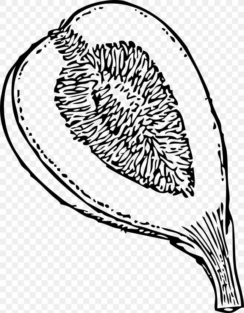 Common Fig Drawing Clip Art, PNG, 1499x1920px, Common Fig, Area, Artwork, Black And White, Color Download Free