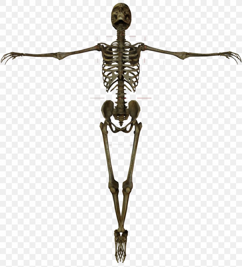 Human Skeleton Human Anatomy Bone, PNG, 1450x1600px, Skeleton, Anatomy, Bone, Femur, Hip Download Free