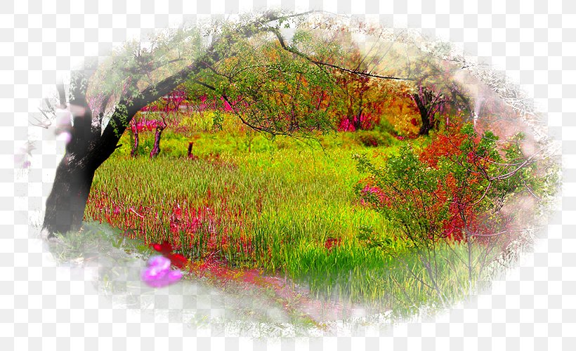 Natural Landscape Nature Story Desktop Wallpaper Forest, PNG, 800x500px, Landscape, Computer, Drawing, Flora, Flower Download Free