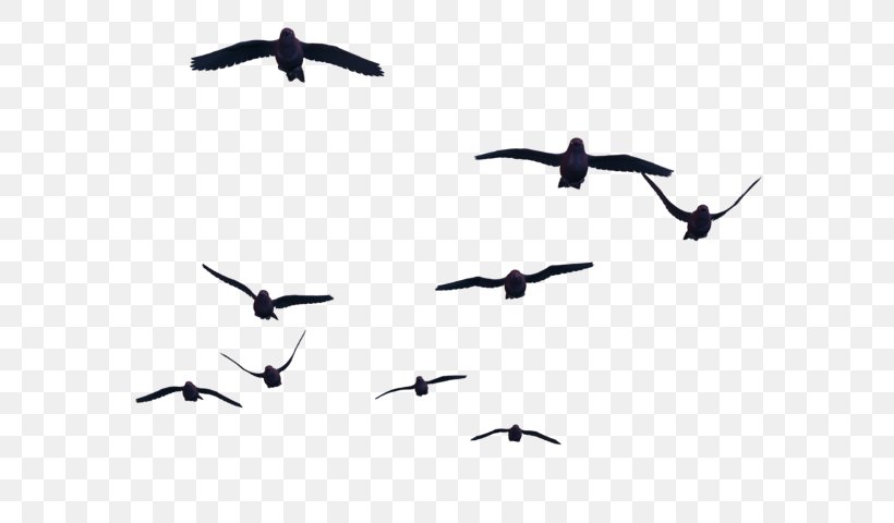 Bird Flight Clip Art, PNG, 589x480px, Bird, Animal Migration, Beak, Bird Flight, Bird Migration Download Free